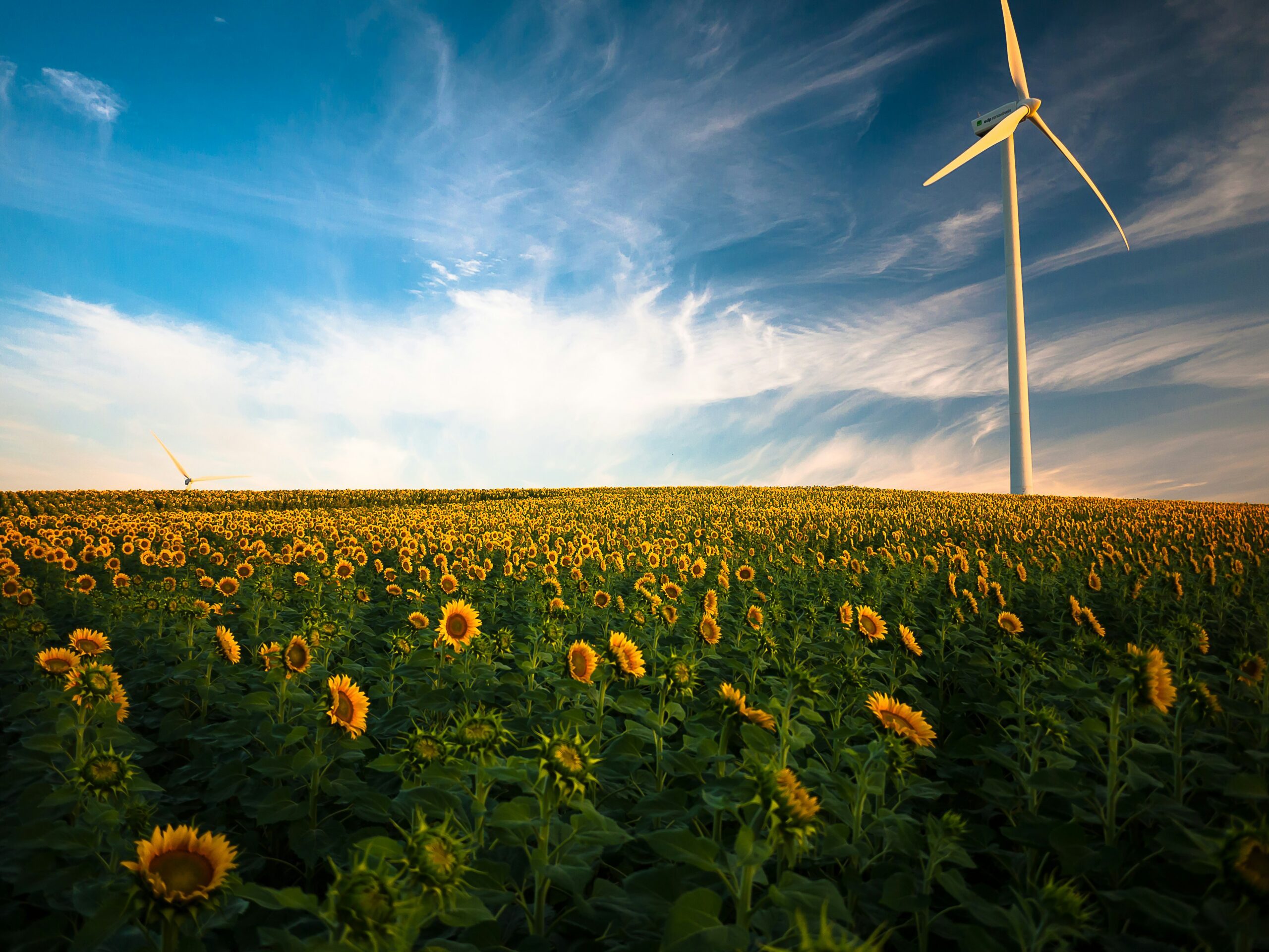 Open field with sunflowers and windmills